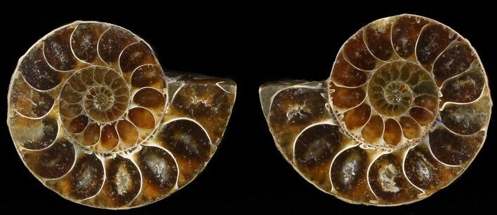 Small Desmoceras Ammonite Pair - #49825